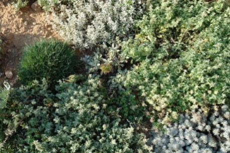Image: http://www.scapedesign.com Accessed: 10/04/15 . Indigenous Mediterranean matrix planting in the south of France as exemplified by James Basson of Scape Design. The National Design Academy. Garden Design Image: http://www.scapedesign.com Accessed: 10/04/15. Indigenous Mediterranean matrix planting in the south of France as exemplified by James Basson of Scape Design. The National Design Academy. Garden Design
