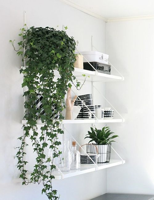 Top 5 House Plants Top 5 House Plants