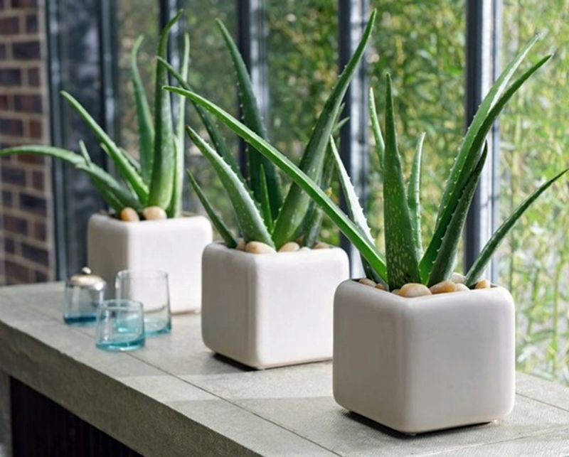Top 5 House Plants Top 5 House Plants