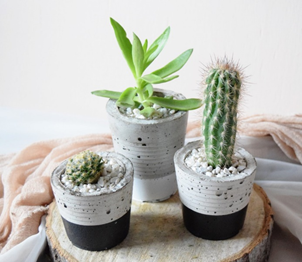 Top 5 House Plants Top 5 House Plants