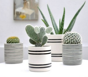 Top 5 House Plants Cacti