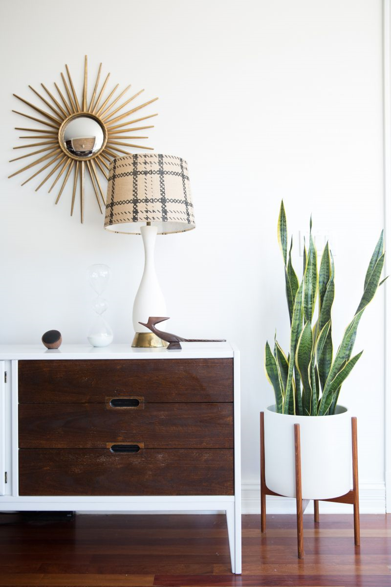 Top 5 House Plants Top 5 House Plants