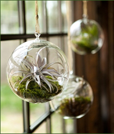 Top 5 House Plants Succulent