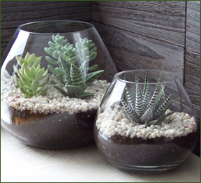 Top 5 House Plants Succulent