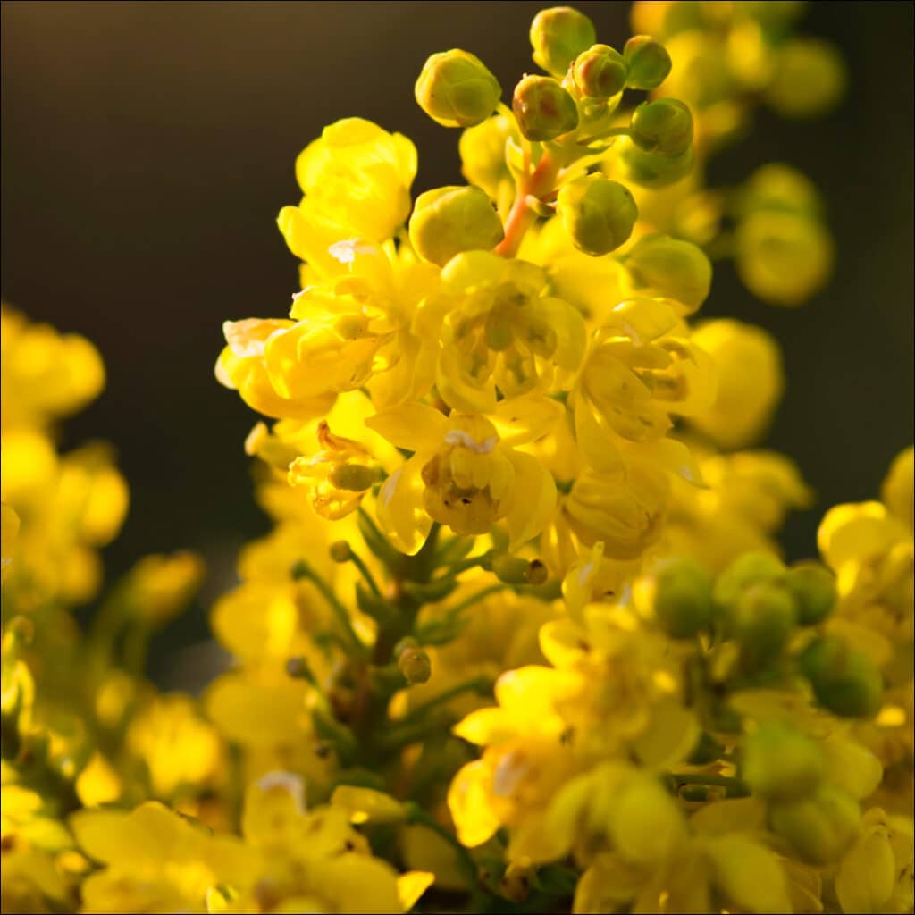 Mahonia x media ‘Charity’