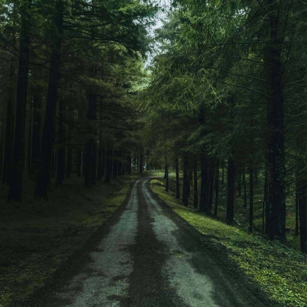 Fir Trees