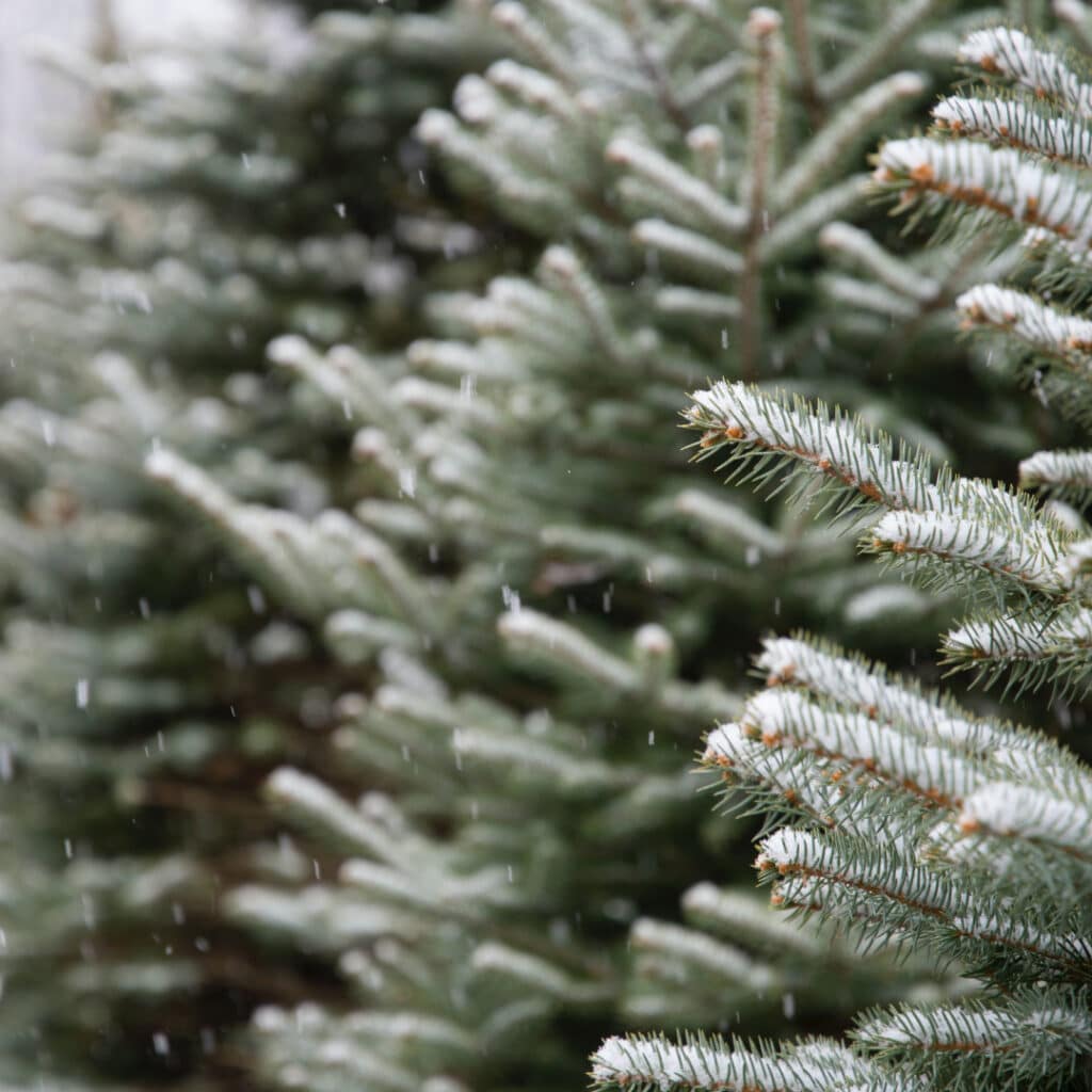 Pine Trees